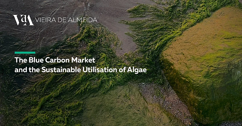 Convergence Workshop on Algae Ecosystems in Portugal