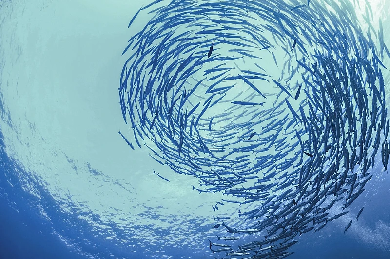 VdA Podcast Ep. 1 | Oceano, Um Regulador do Clima?